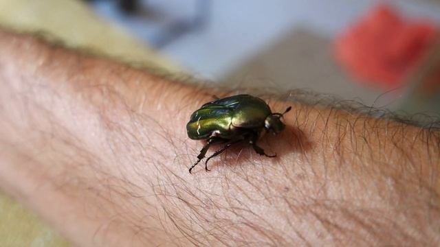 strani animali in casa PROTAETIA CUPREA смотреть онлайн