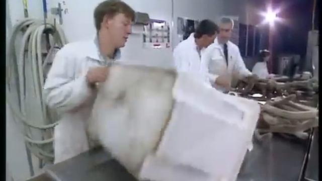 How Deer Antler Velvet is Processed | Antler Farms Deer Antler Velvet смотреть онлайн
