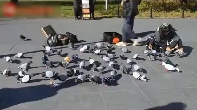 Видео Подборка Приколов с Животными 3 Кошки Собаки Смешные Животные 2015 смотреть онлайн