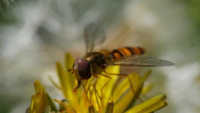 Dittero (sirfide) Su Fiore Giallo
