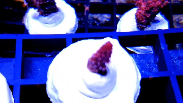 Acropora Red Planet смотреть онлайн