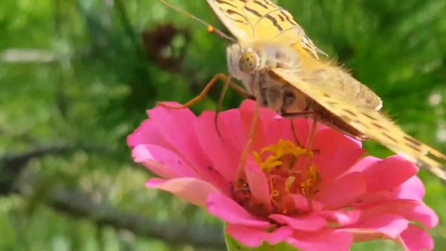 표범나비 영상 leopard butterfly imaging смотреть онлайн