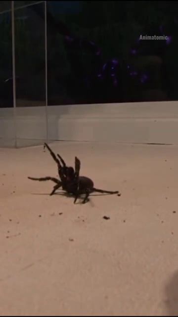 Sydney funnel-Web Spider: One Of The Most Venomous Spider in the world #shorts #viral смотреть онлайн
