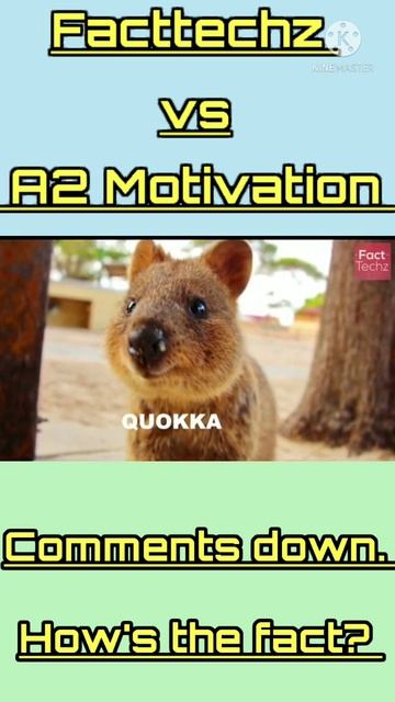 Quokka एक ऐसा जानवर जो हमेशा खुश रहता है ।जानिये कैसे? #shorts #facttechz /episode no.410 смотреть онлайн