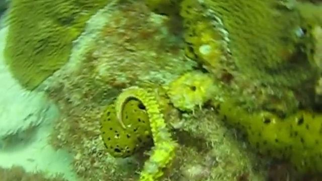 Seahorse on Porto Mari Curacao смотреть онлайн