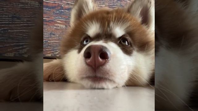 клод дома смотреть онлайн