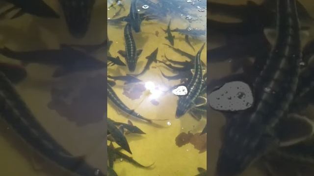 Русский и Ленский Осётр. смотреть онлайн