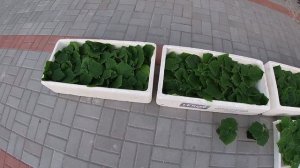 Закаляю рассаду огурцов