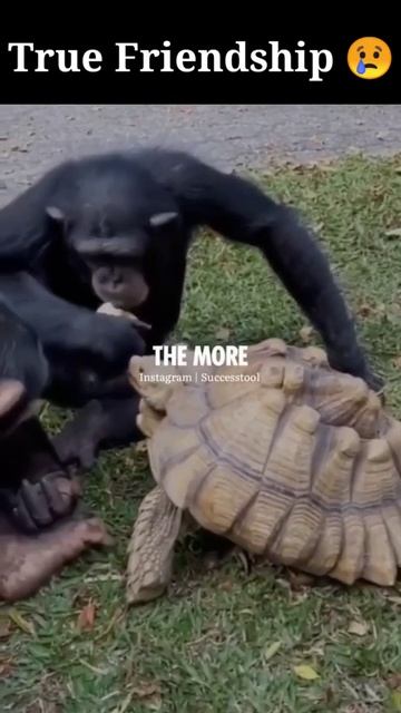 True Friendship🐢🦍 #shorts #turtle #Chimpanzee #friends смотреть онлайн