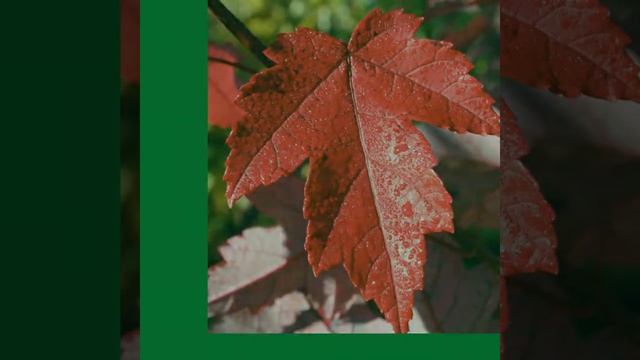 Redpointe® Red Maple смотреть онлайн