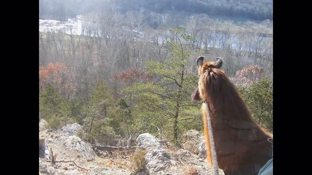 Twin Creeks Llama Treks смотреть онлайн