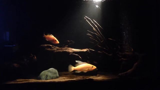 Красная Петения Сплендида / Petenia Splendida Red смотреть онлайн
