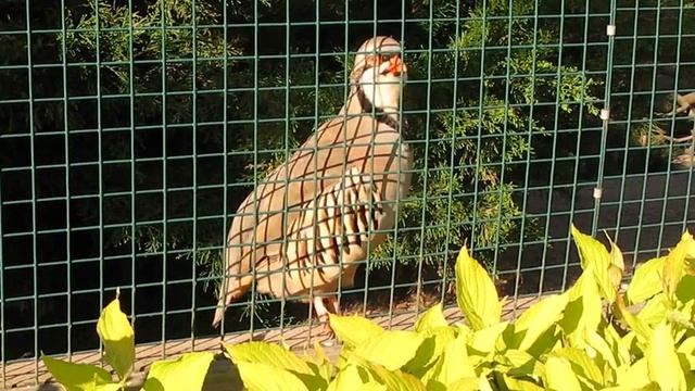 Кеклик смотреть онлайн