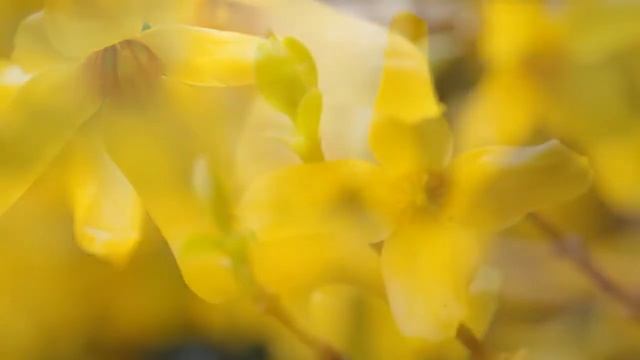 Footage Spring Beautiful Video, футаж весна красивое видео