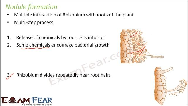 Biology Mineral Nutrition part 11 (Module Formation) CBSE class 11 XI смотреть онлайн