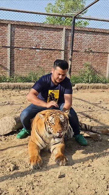 Sitting on Big Bengal Tiger | Nouman Hassan | смотреть онлайн