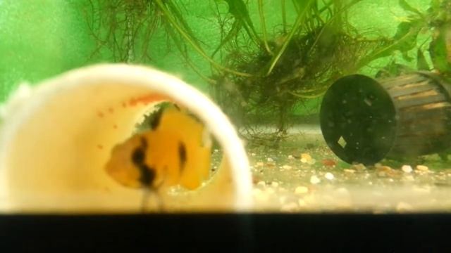 FANTASY AQUATICS - NEW EGGS - Apistogramma Pandurini/Panduro - Female with new eggs - Day 1 смотреть онлайн