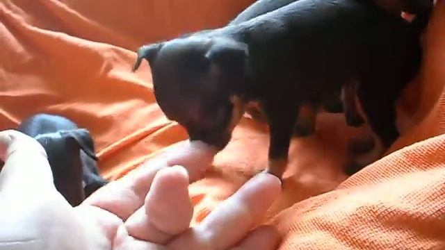 Черно-подпалые малыши русского тоя - можно резервировать!!! смотреть онлайн