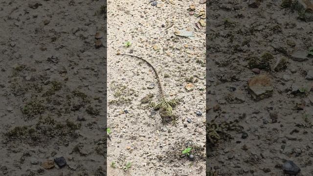 Vasya, the little "Water Dragon" is fed banana at our backyard 27 01 2024 смотреть онлайн