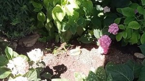 Еще о гортензиях в дизайне сада. Обход всех сортов моего сада!