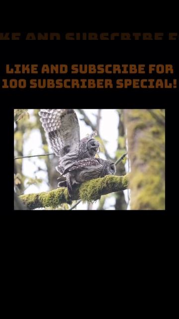BARRED OWL SOUNDS pt.5 смотреть онлайн