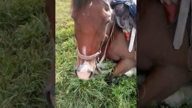 САМЫЙ УМНЫЙ ЛОШАДКА Н смотреть онлайн