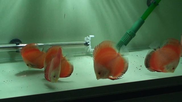 Discus red melon 2013 selection смотреть онлайн