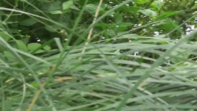 Scarlet Tiger Moth - Callimorpha dominula смотреть онлайн