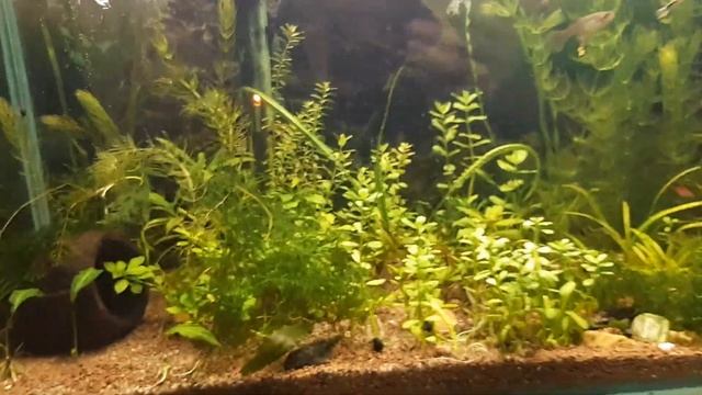 Пересаживаю мальков данио. смотреть онлайн