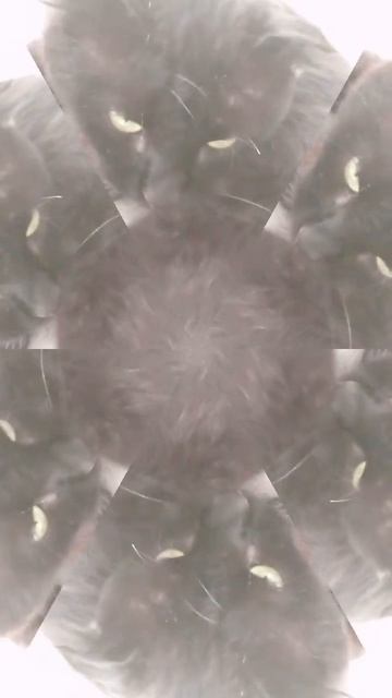 1 марта -День кошек! смотреть онлайн