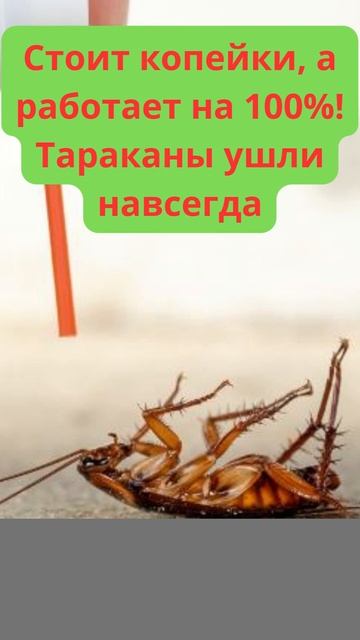 Стоит копейки, а работает на 100%! Тараканы ушли навсегда #shorts смотреть онлайн