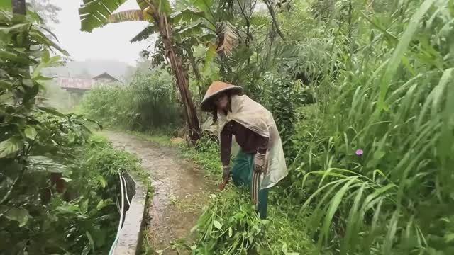 Прогулка под проливным дождем по горным деревням Индонезии || лекарство от бессонницы смотреть онлайн
