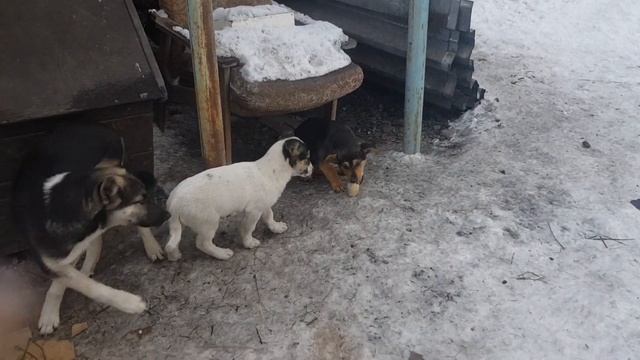 10 ноября 2023 г.Твори добро 🐕🐕🐕 смотреть онлайн