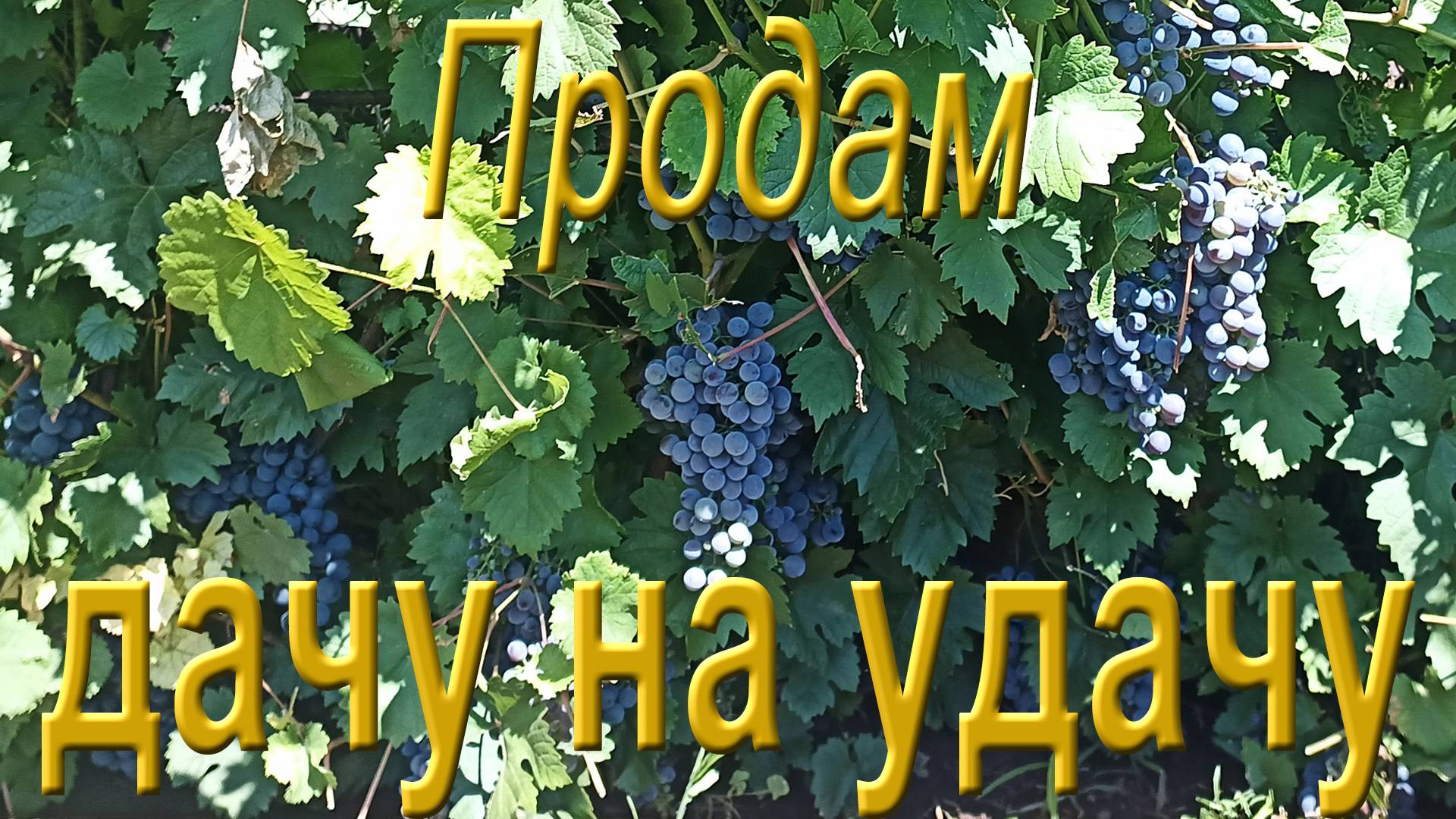 Дача на удачу!