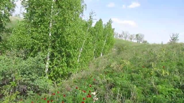 Склон диких пионов. Татищевский район. смотреть онлайн