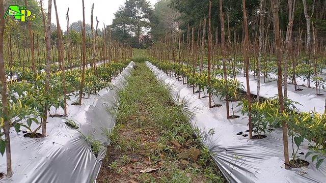 Modal 3000 rupiah mampu naikan ph,cegah rontok bunga dan antracnosa cabe смотреть онлайн