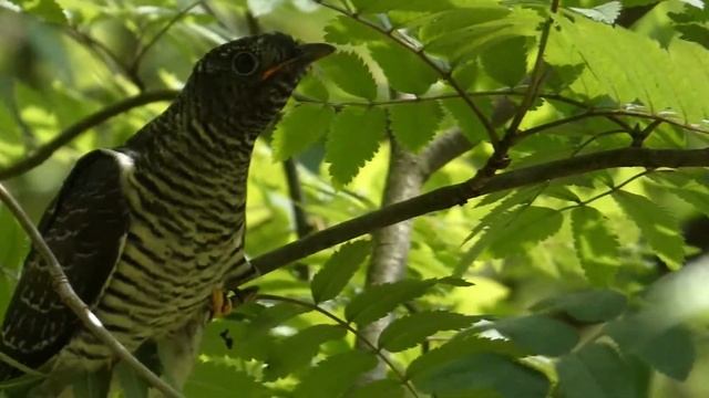 Кукушенок (лат. Cuculus Canorus)