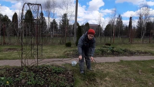 Подвязка плетистых роз. Показываем как закрепить плетистую розу на опоре. смотреть онлайн