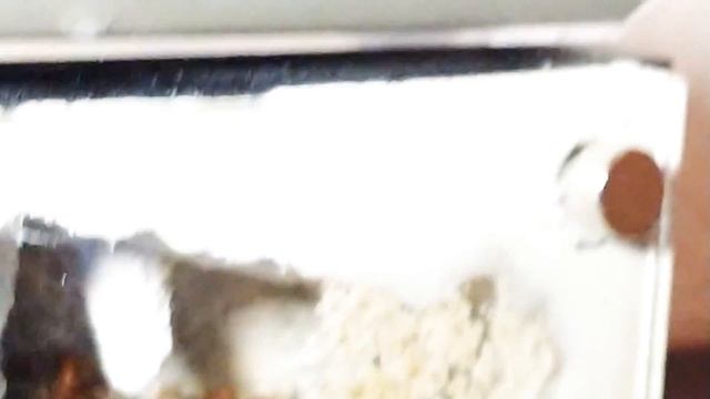 Pogonomyrmex Californicus inner sanctum quick peak смотреть онлайн