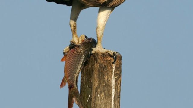Majesty of Birds: Osprey Nesting смотреть онлайн