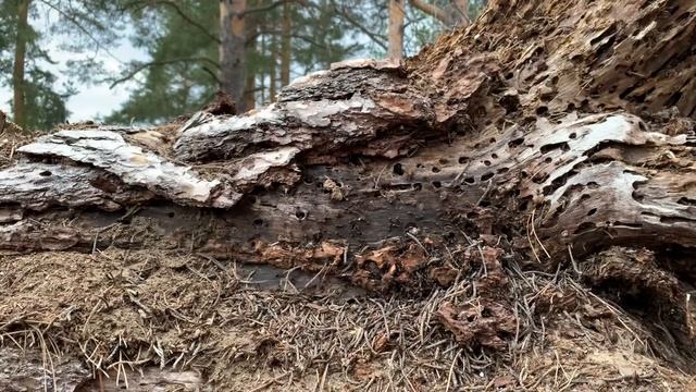 Жизнь трудоголиков смотреть онлайн