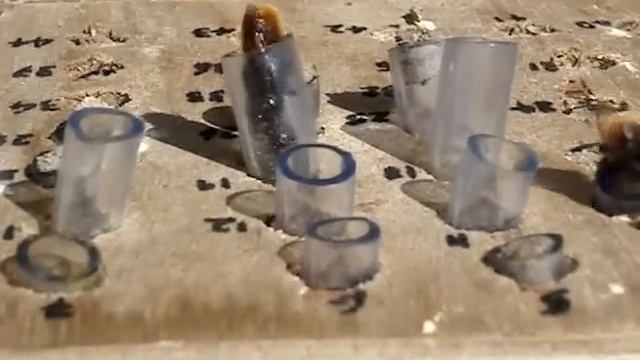 Osmia Cornuta - bees go head to head смотреть онлайн