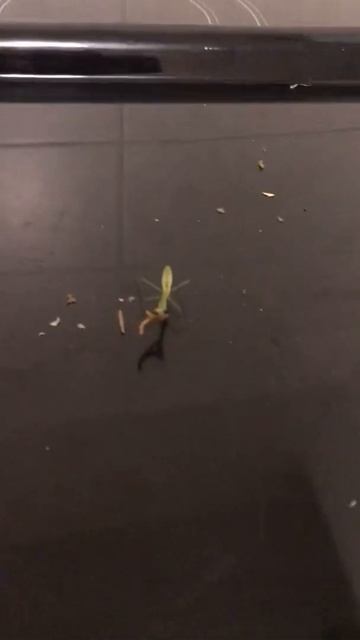 Both praying mantises eating смотреть онлайн