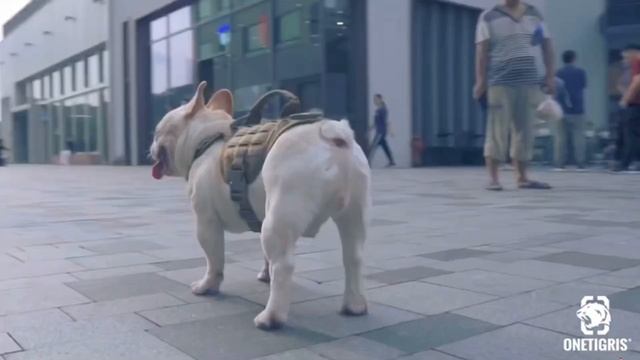 Tank And Tinker : Product Onetigris Mini Mayhem