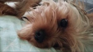 Собака)) Йоркширский терьер