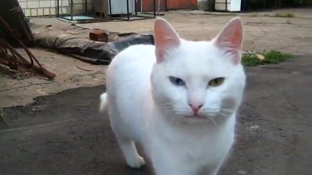 Белая кошка ушла. смотреть онлайн