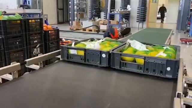 Case packer BD606 for packaging citrus into trays or boxes смотреть онлайн