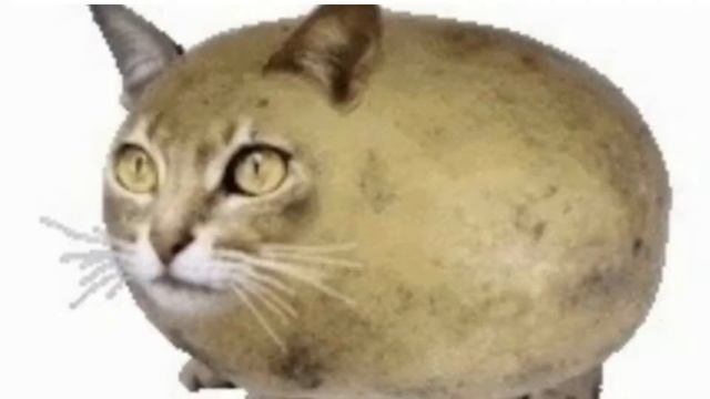 мышка сосиска туц-туц-туц