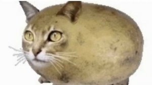 мышка сосиска туц-туц-туц