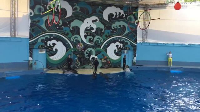 🐳🎡🐬Парк Ривьера и Дельфинарий. Сочи. смотреть онлайн